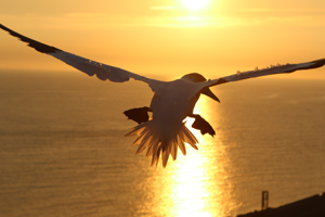 Basstoelpel_Flug_klein