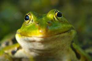 Teichfrosc_klein