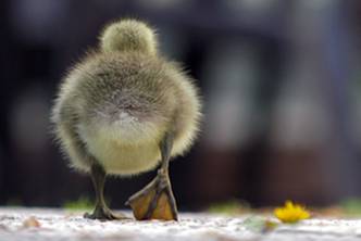 csm_Grauganskueke_klein_b3dfb74ce8