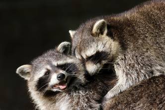 csm_Nordamerikanische_Waschbaere_klein_4989b7eab3